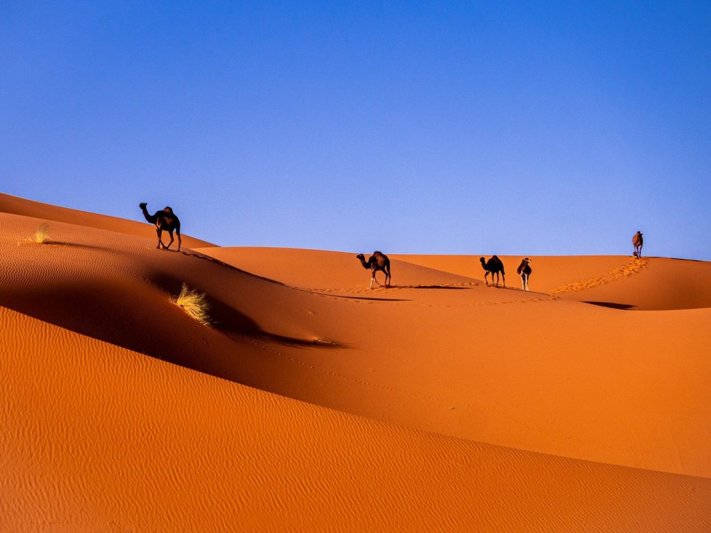 camels in a desert